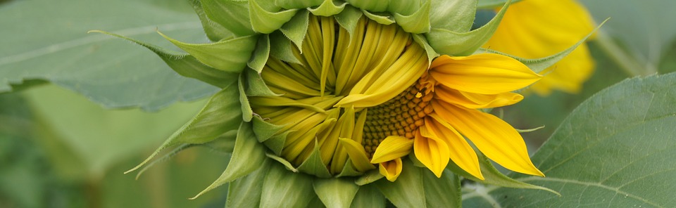 image sunflower1942825_960_720.jpg (68.1kB)